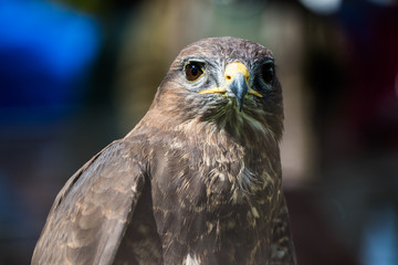 Falcon with blurred background