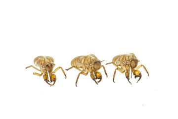 Cicada slough or molt  isolated on white background