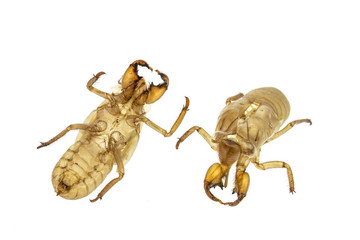 Cicada slough or molt  isolated on white background