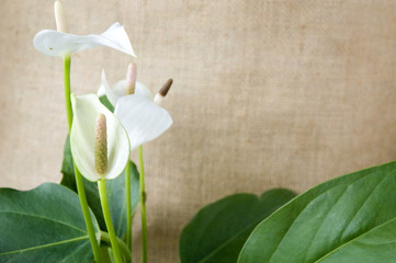 white anthurium with green leaves - obrazy, fototapety, plakaty