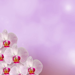Fototapeta na wymiar White orchid flowers, Orchidaceae, Moth Orchid.