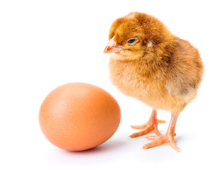 Little newborn brown chicken with egg