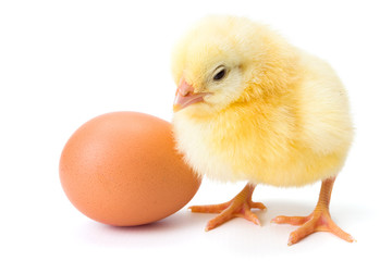 Little newborn yellow chicken with egg