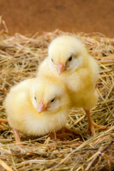 Little newborn chickens in nest