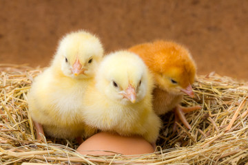 Little newborn chickens in nest with egg