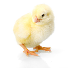 Obraz premium Yellow newborn chicken on reflective white