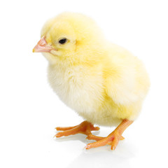 Yellow newborn chicken on reflective white