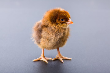 Newborn brown chicken on black