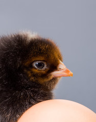 Fototapeta premium Macro of black newborn chicken head
