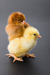Newborn chickens on black