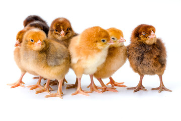 Group of newborn brown chickens