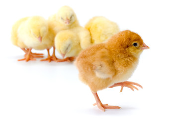 Newborn brown chicken walking away