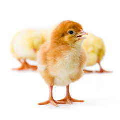 Newborn chicken standing in front of the others