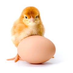 Newborn brown chicken with egg