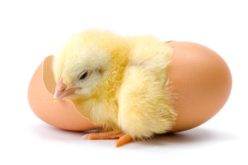 Yellow chicken hatching from egg