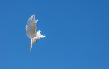 White dove