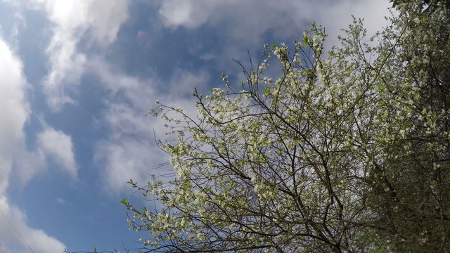 spring cherry tree blossoms in garden and clouds motion. Timelapse 4K