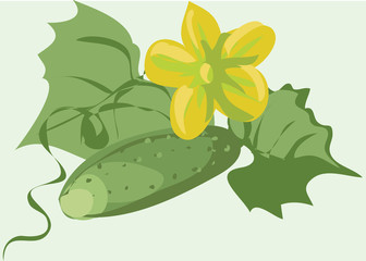 flowering cucumber on a bed. Vector
