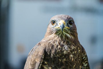 Falcon with blurred background