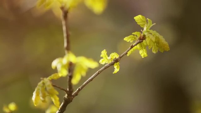 young oak leaves on tree in spring sunlight, prores footage