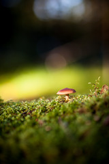 Colorful view of a mushroom and moss