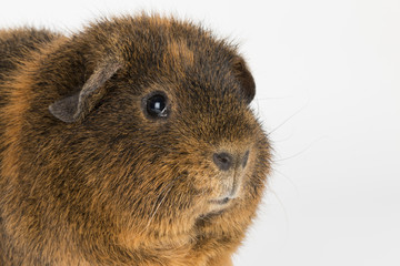 Guinea  Pig - Stock Image.