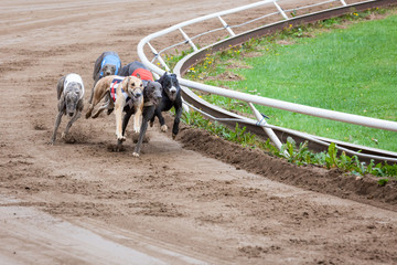 Greyhound dogs racing