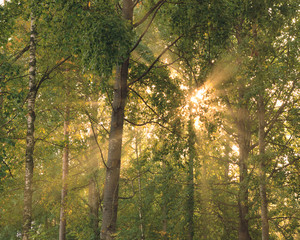 Sun rays through foliage