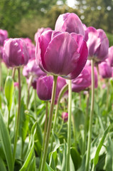 champ de tulipes en gros plan