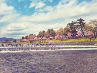 春の賀茂川