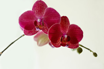 phalaenopsis