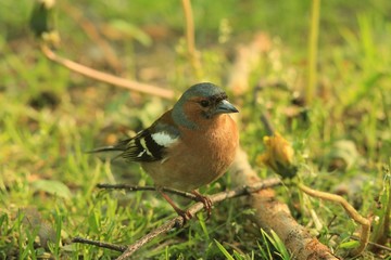 Зяблик, сидящий в траве