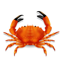 Red crab. - obrazy, fototapety, plakaty