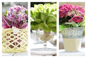Colorful collage of different flowers and pots