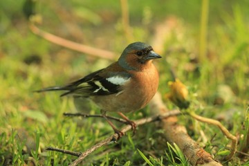 Зяблик, сидящий в траве