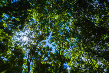 Bright spring natural background