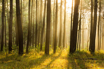 sunray thought pines forest