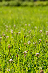 Field
