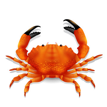 Red crab.