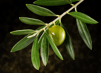 Obraz premium olive on olive-tree branch
