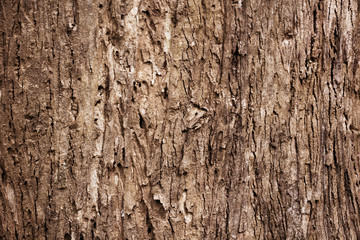Tree bark texture