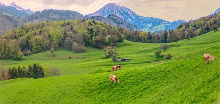 Green swiss pastures  in valley and some cows which graze