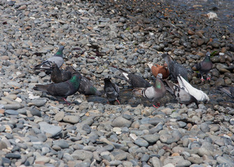 doves drinking from the creek