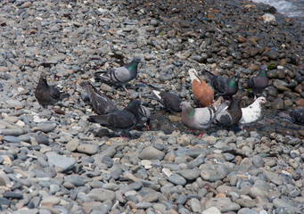 Fototapeta premium doves drinking from the creek