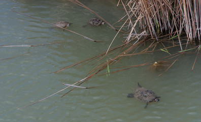 Turtle sweem in lake, Novorossijsk
