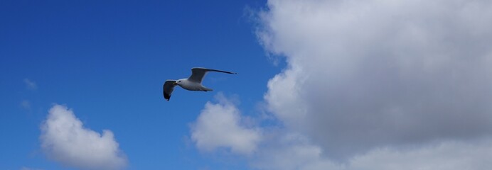 Möwe fliegt vor blauem Himmel mit weißen Wolken