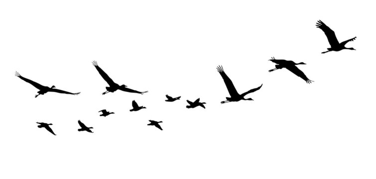 Common Crane and Goose in flight silhouettes