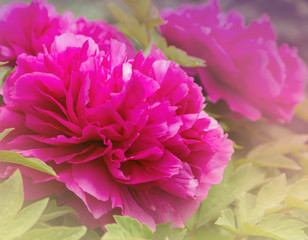 Toning Blurry Floral Background.