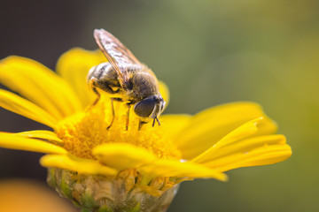 Mosquito on yellow flower