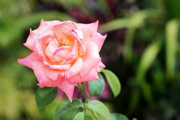 Beautiful roses with the nature